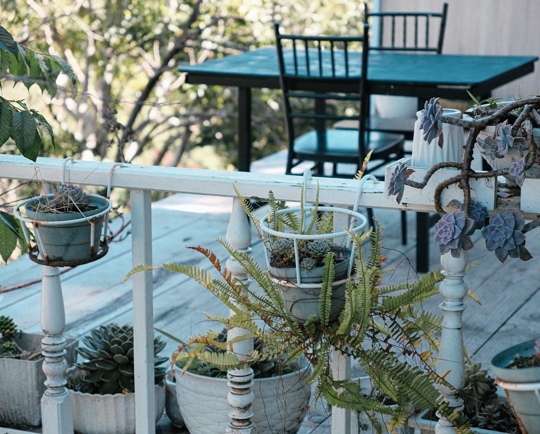 Enhance Your Patio Aesthetic with These Top 10 Low-Maintenance Outdoor Plants