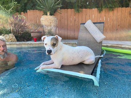 Domi Outdoor Chaise Lounge, Adjustable Aluminum Patio Lounge, Plastic Pool Lounge Chair for Deck Lawn Backyard (1 Brown Chair W/O Table)